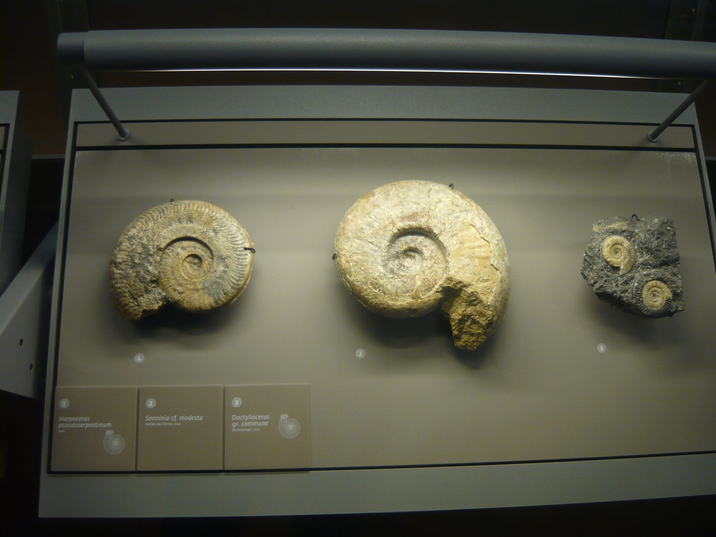 Ammonites