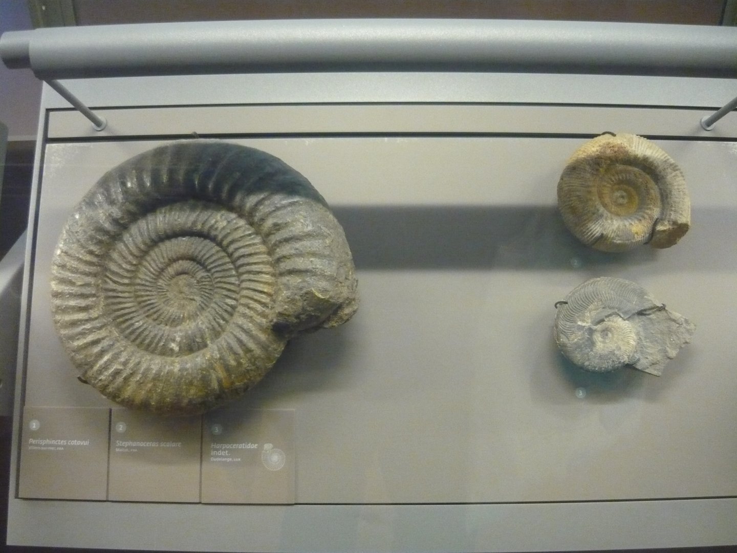 Ammonites