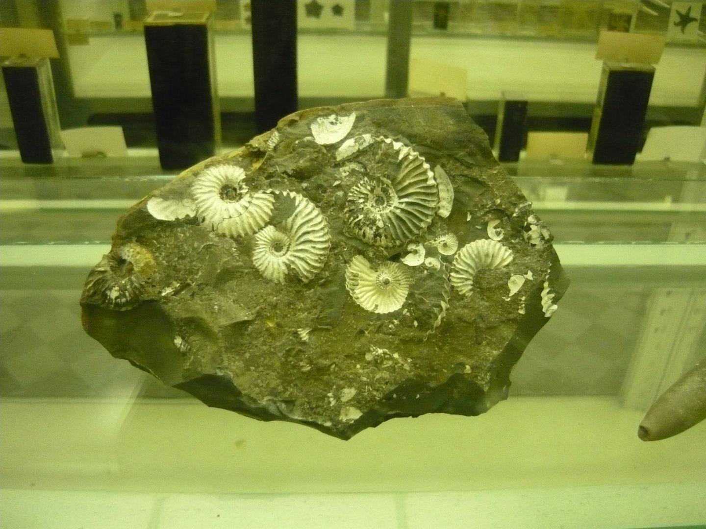 Ammonites