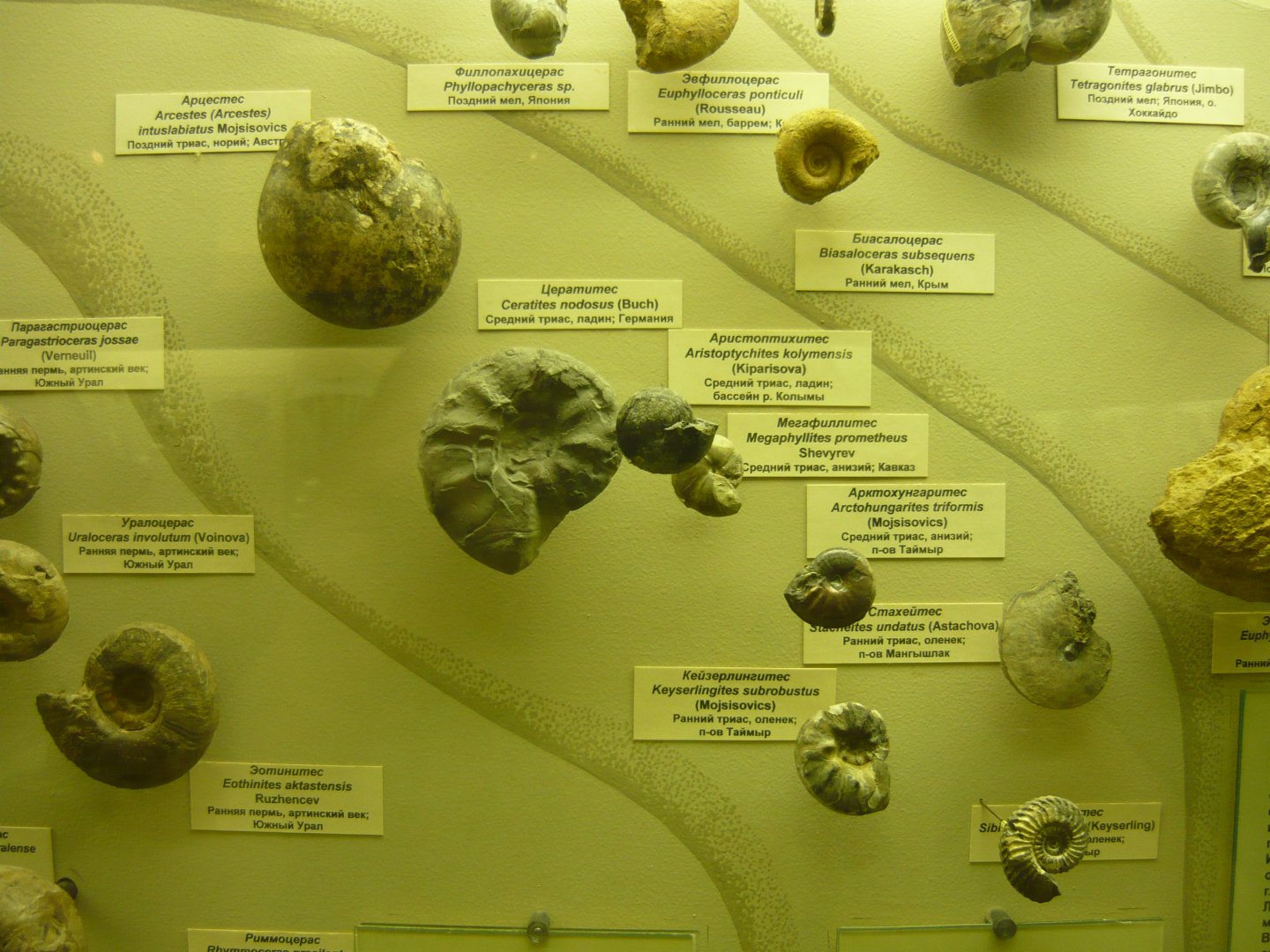 Ammonites