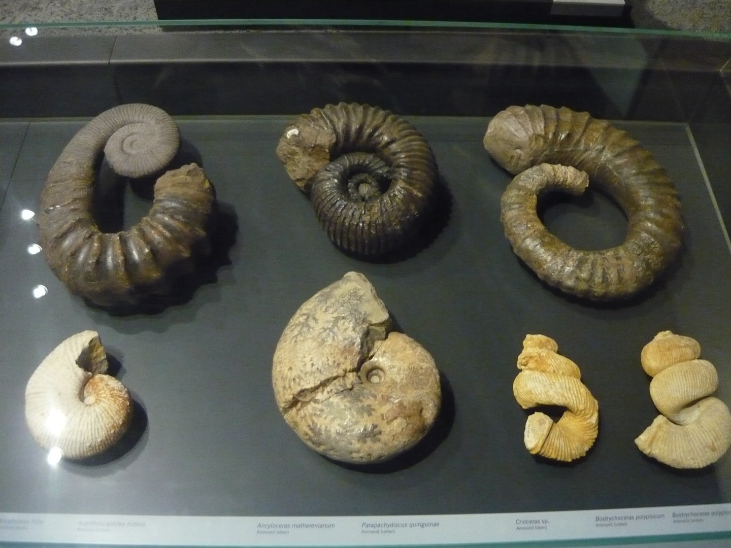 Ammonites