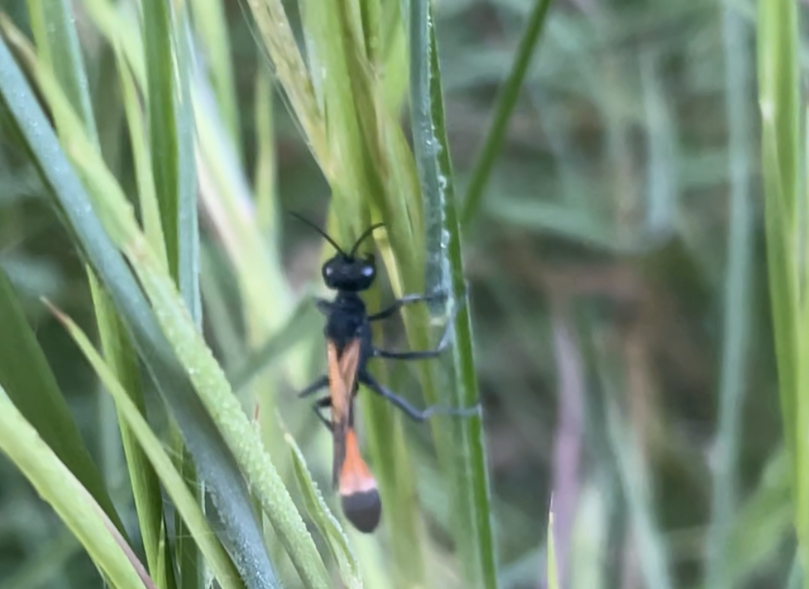 Ammophila pictipennis