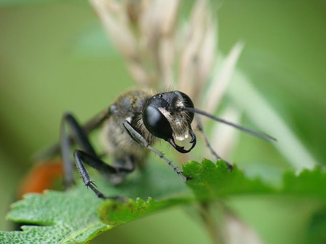 Ammophila sabulosa