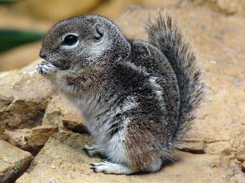 Ammospermophilus harrisii / Harris's antelope squirrel