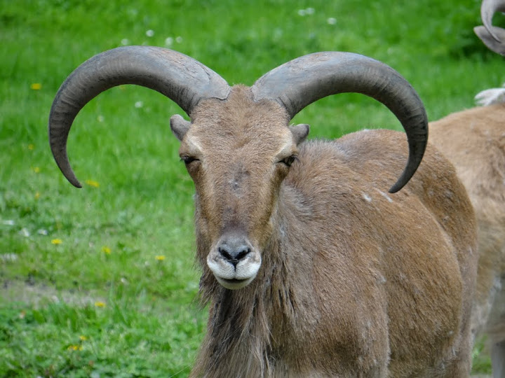 Ammotragus lervia fassini