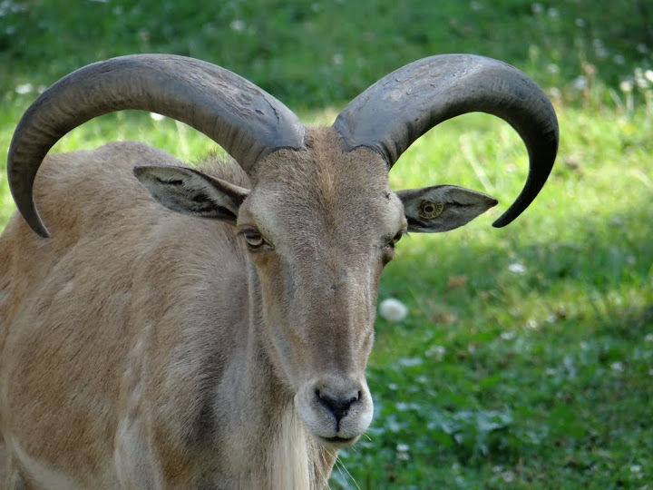 Ammotragus lervia fassini