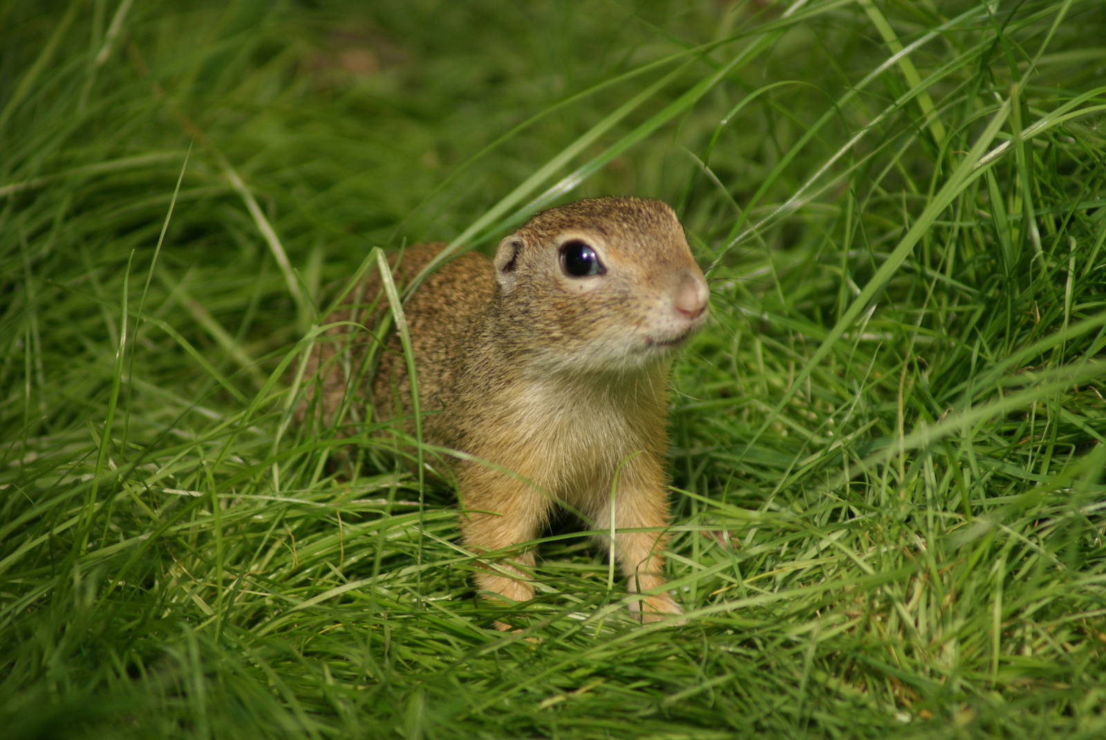 Among the grass - Souslik