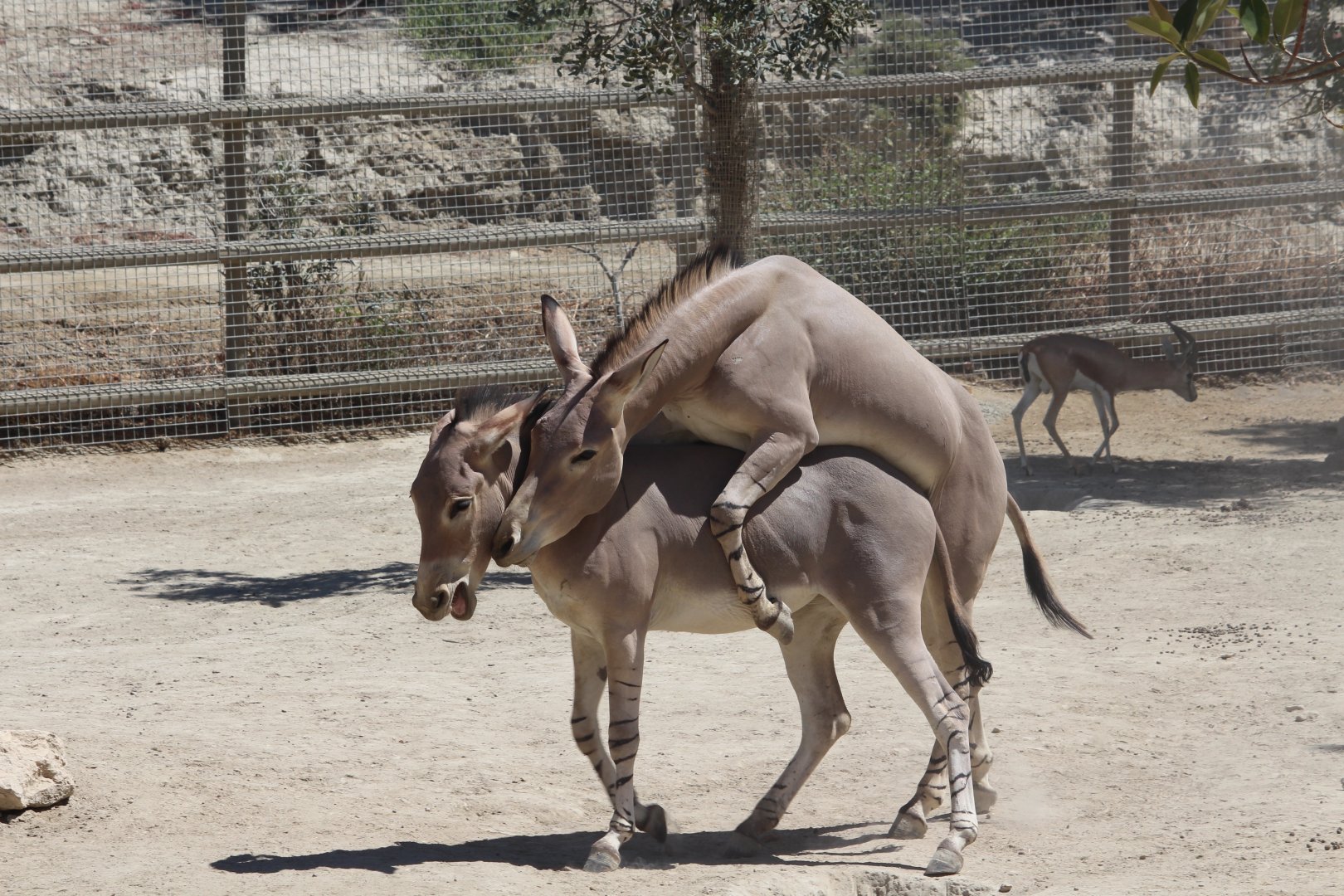Amorous Somali Wild Asses