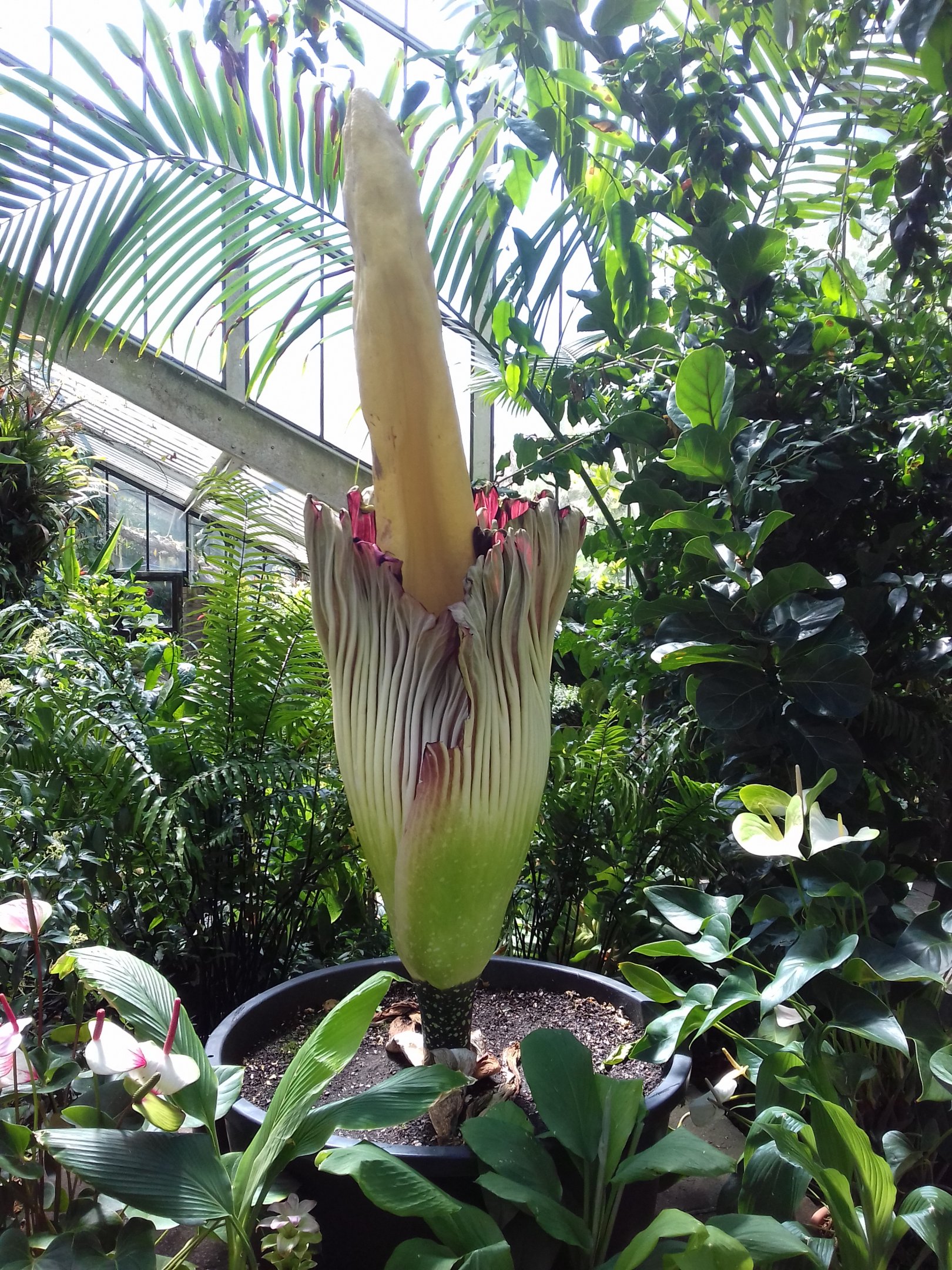 Amorphophallus titanum, the Titan Arum
