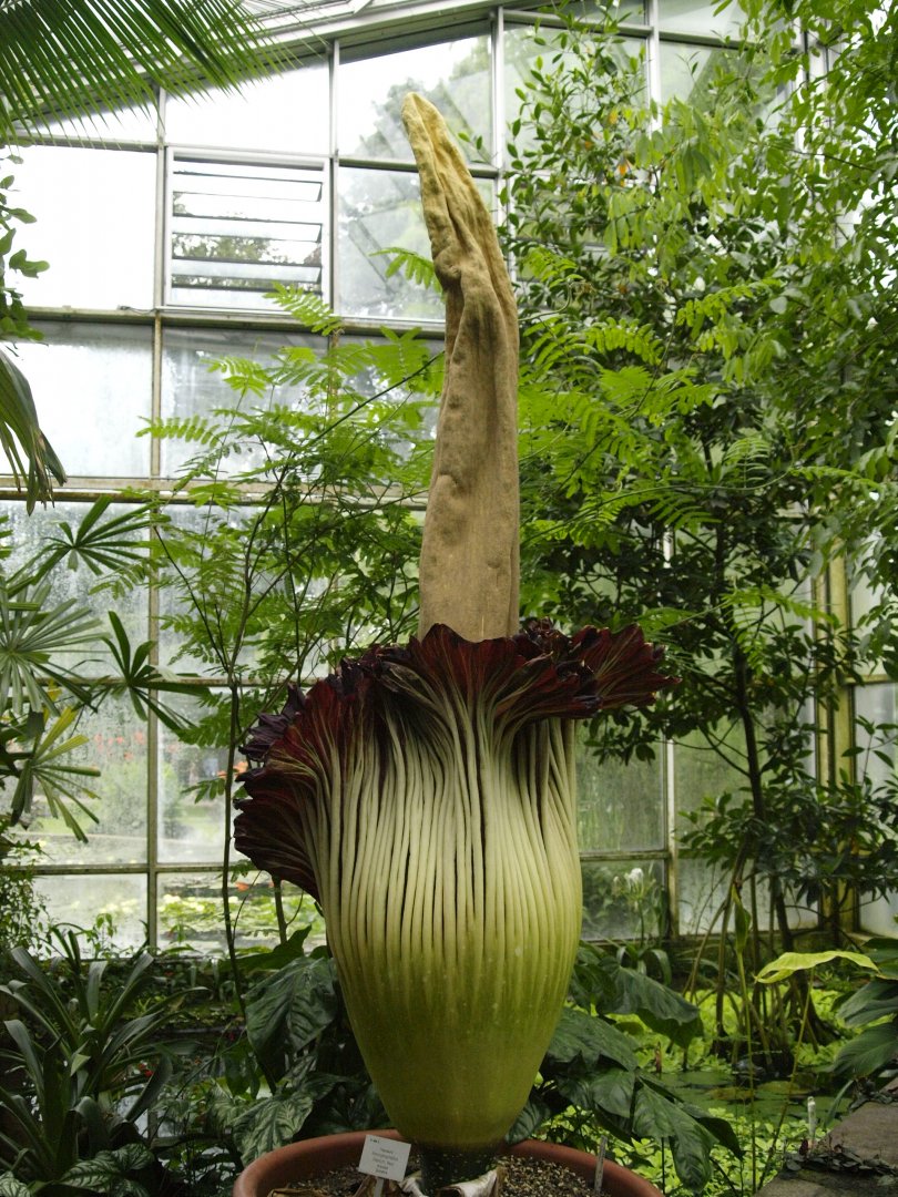 Amorphophallus
