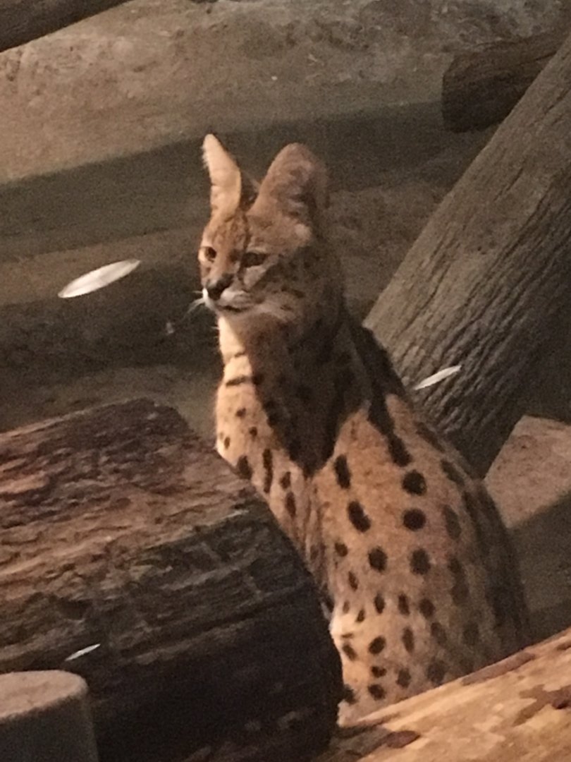 Amos | Milwaukee County Zoo