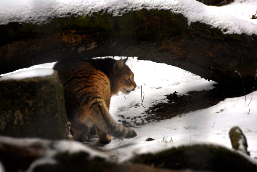 &amp;#346;l&amp;#261;ski Ogród Zoologiczny