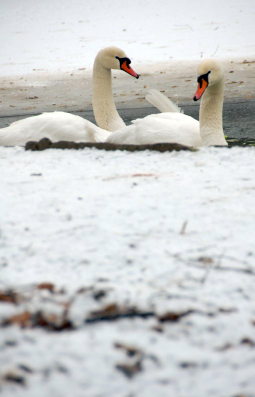 &amp;#346;l&amp;#261;ski Ogród Zoologiczny