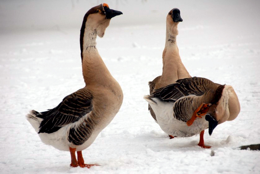 &amp;#346;l&amp;#261;ski Ogród Zoologiczny
