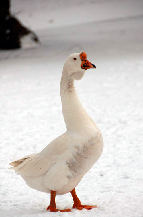 &amp;#346;l&amp;#261;ski Ogród Zoologiczny
