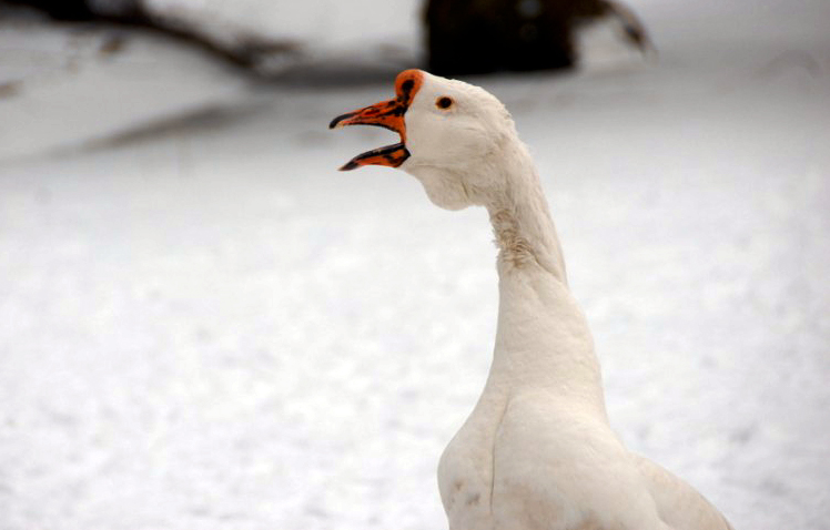 &amp;#346;l&amp;#261;ski Ogród Zoologiczny