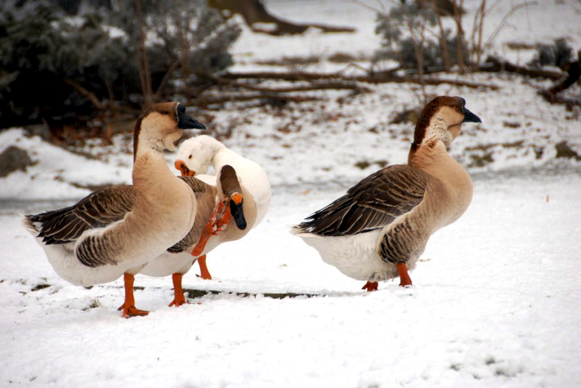 &amp;#346;l&amp;#261;ski Ogród Zoologiczny