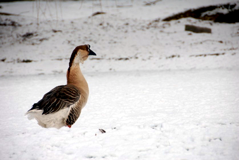 &amp;amp;#346;l&amp;amp;#261;ski Ogród Zoologiczny