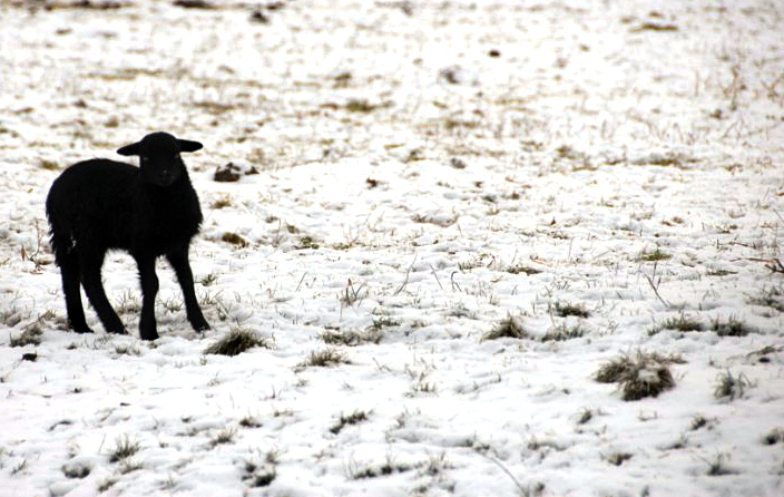 &amp;amp;#346;l&amp;amp;#261;ski Ogród Zoologiczny