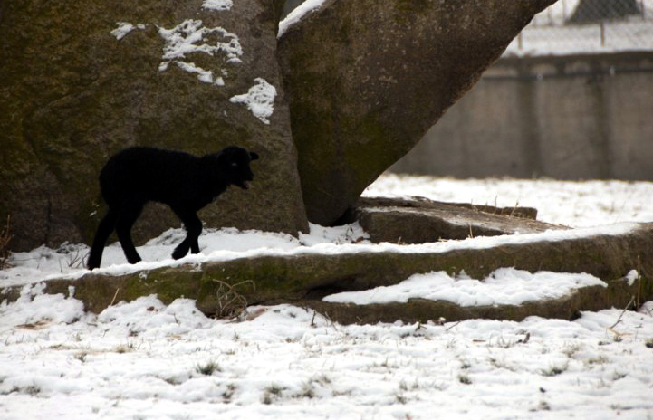 &amp;amp;#346;l&amp;amp;#261;ski Ogród Zoologiczny
