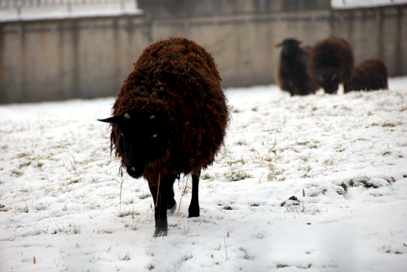 &amp;amp;#346;l&amp;amp;#261;ski Ogród Zoologiczny