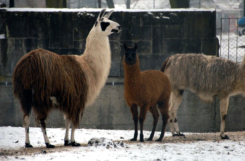&amp;amp;#346;l&amp;amp;#261;ski Ogród Zoologiczny