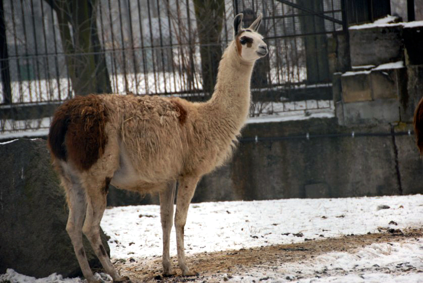 &amp;amp;#346;l&amp;amp;#261;ski Ogród Zoologiczny