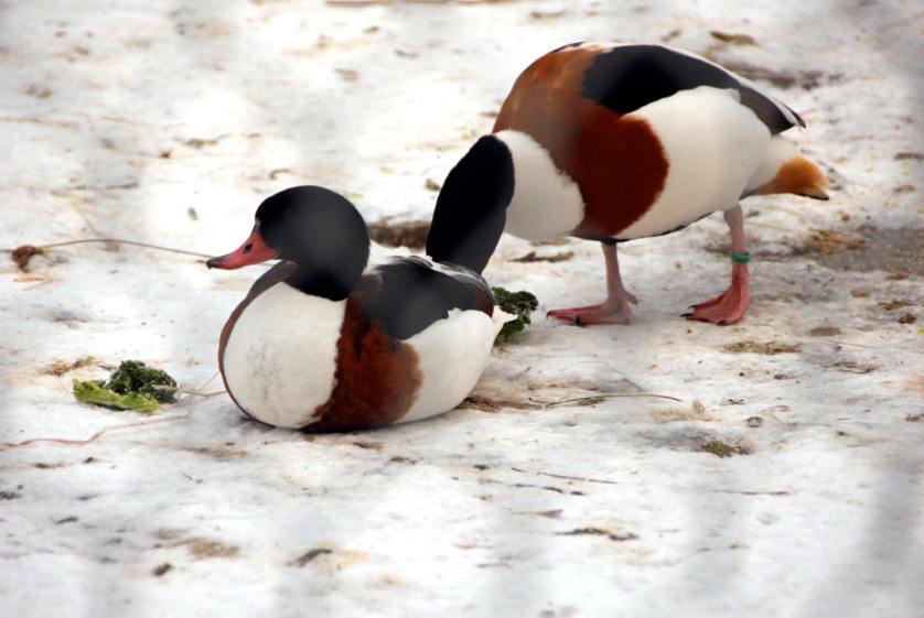 &amp;amp;#346;l&amp;amp;#261;ski Ogród Zoologiczny