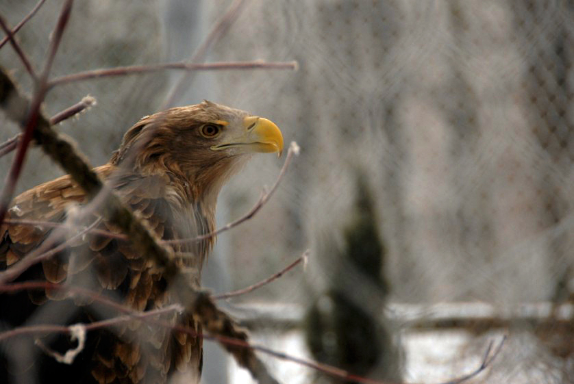 &amp;amp;#346;l&amp;amp;#261;ski Ogród Zoologiczny