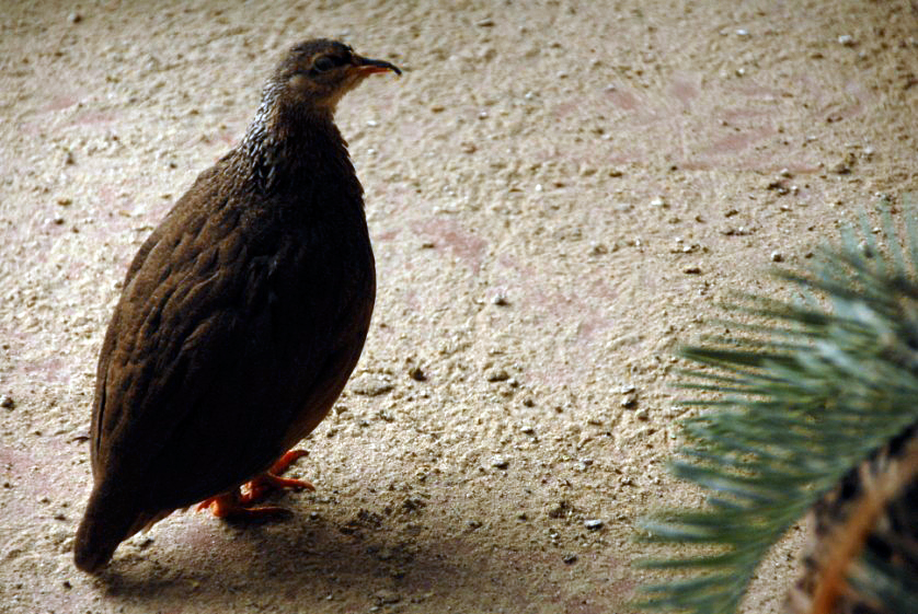&amp;amp;#346;l&amp;amp;#261;ski Ogród Zoologiczny
