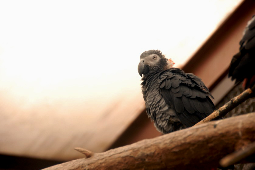 &amp;amp;#346;l&amp;amp;#261;ski Ogród Zoologiczny