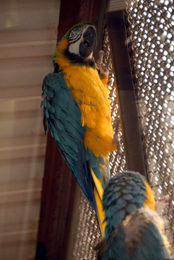 &amp;amp;#346;l&amp;amp;#261;ski Ogród Zoologiczny