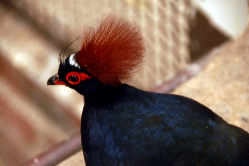 &amp;amp;#346;l&amp;amp;#261;ski Ogród Zoologiczny