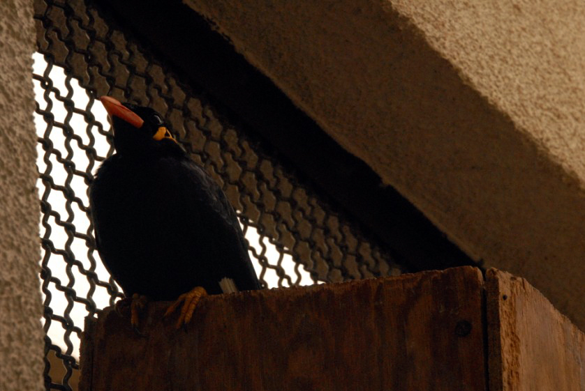 &amp;amp;#346;l&amp;amp;#261;ski Ogród Zoologiczny