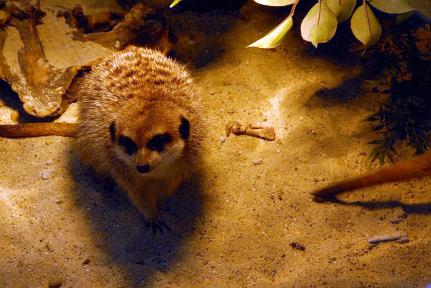 &amp;amp;#346;l&amp;amp;#261;ski Ogród Zoologiczny