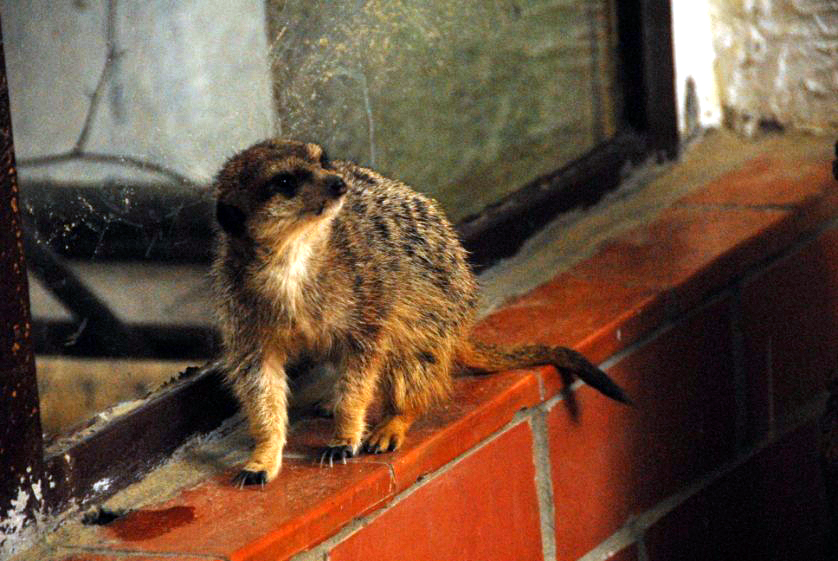 &amp;amp;#346;l&amp;amp;#261;ski Ogród Zoologiczny