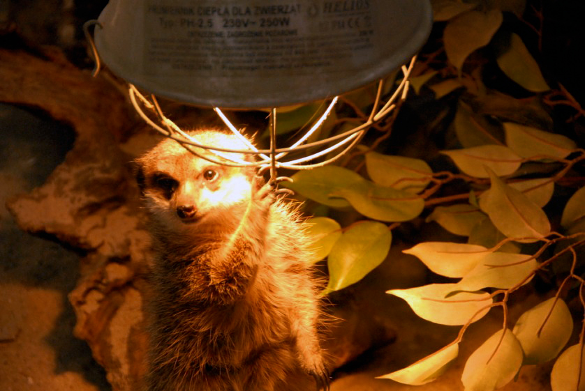 &amp;amp;#346;l&amp;amp;#261;ski Ogród Zoologiczny