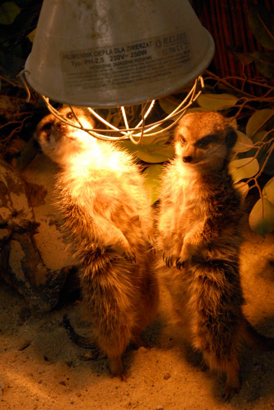 &amp;amp;#346;l&amp;amp;#261;ski Ogród Zoologiczny