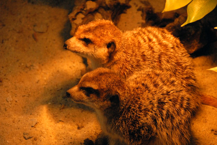 &amp;amp;#346;l&amp;amp;#261;ski Ogród Zoologiczny