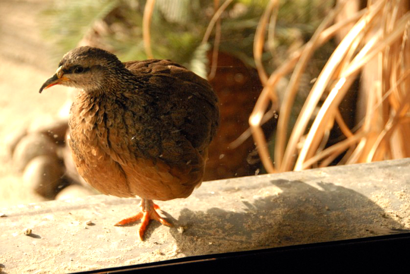 &amp;amp;#346;l&amp;amp;#261;ski Ogród Zoologiczny
