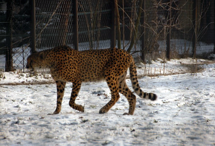 &amp;amp;#346;l&amp;amp;#261;ski Ogród Zoologiczny