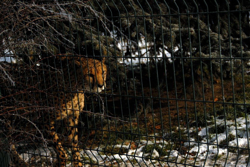 &amp;amp;#346;l&amp;amp;#261;ski Ogród Zoologiczny