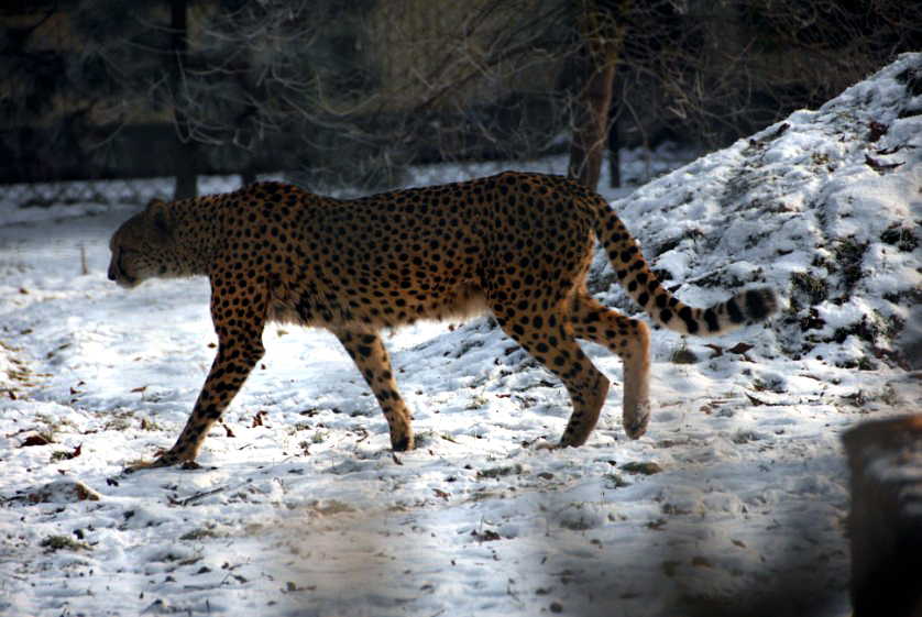 &amp;amp;#346;l&amp;amp;#261;ski Ogród Zoologiczny