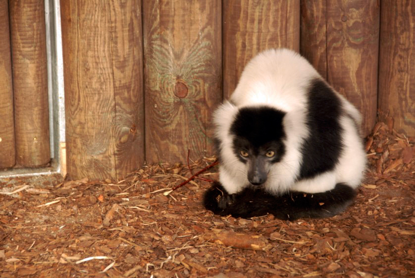 &amp;amp;#346;l&amp;amp;#261;ski Ogród Zoologiczny