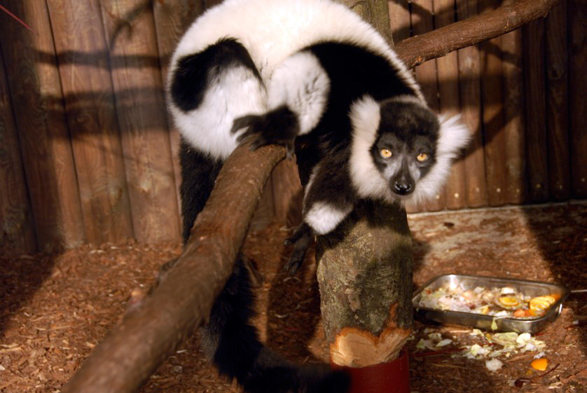 &amp;amp;#346;l&amp;amp;#261;ski Ogród Zoologiczny