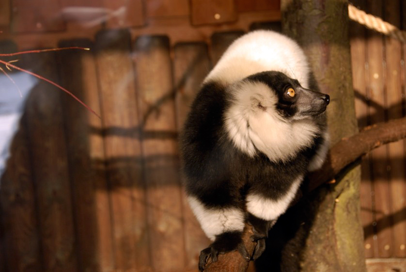 &amp;amp;#346;l&amp;amp;#261;ski Ogród Zoologiczny