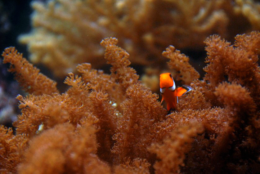 &amp;amp;#346;l&amp;amp;#261;ski Ogród Zoologiczny