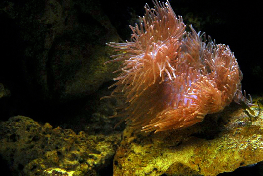 &amp;amp;#346;l&amp;amp;#261;ski Ogród Zoologiczny