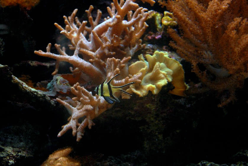 &amp;amp;#346;l&amp;amp;#261;ski Ogród Zoologiczny