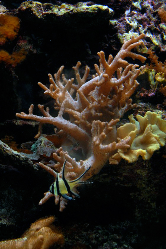 &amp;amp;#346;l&amp;amp;#261;ski Ogród Zoologiczny